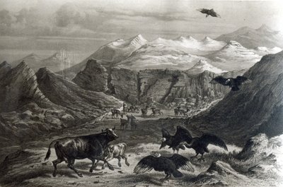 Veau attaqué par les condors, de 