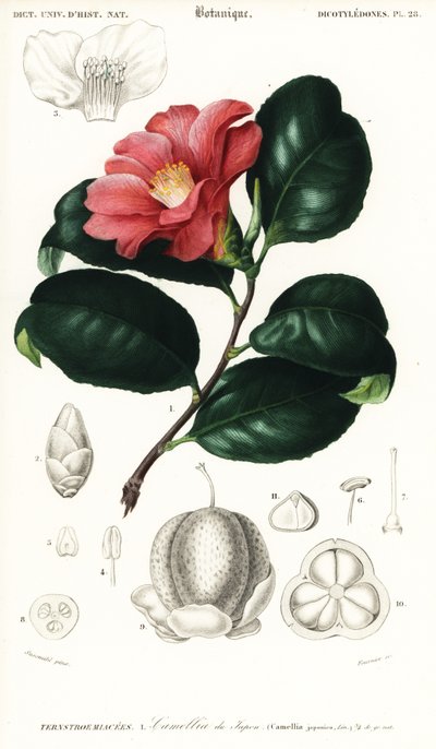 Camélia japonais, Camellia japonica - Conrad Johann Theodor Susemihl