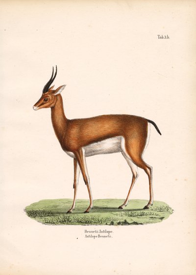 Gazelle de Bennett vue de profil - Conrad Kull