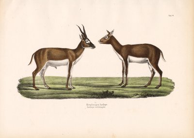Antilopes Blackbuck - Conrad Kull