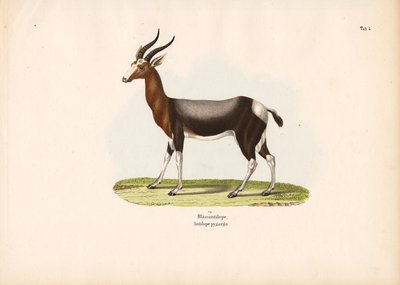 Bontebok - Conrad Kull