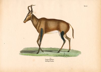 Antilope Caama - Conrad Kull