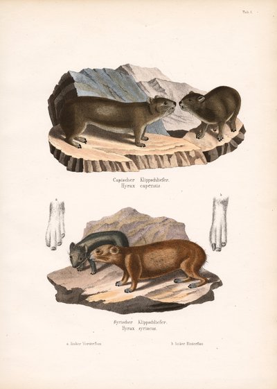 Hyrax du Cap et de Syrie - Conrad Kull