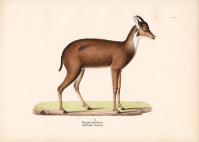 Antilope Goral de profil - Conrad Kull