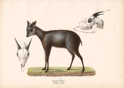 Impala avec représentations de crânes - Conrad Kull