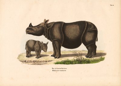 Rhinocéros de Java et son veau - Conrad Kull