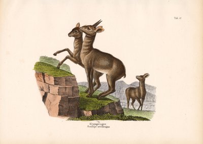 Klipspringer - Conrad Kull