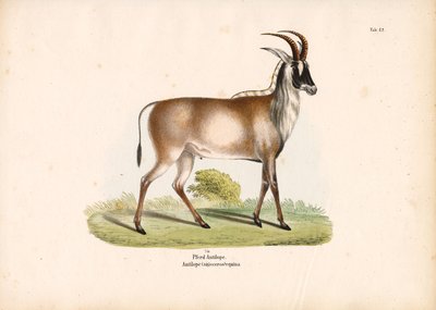 Antilope de Roan - Conrad Kull
