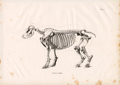 Squelette du tapir des plaines - Conrad Kull