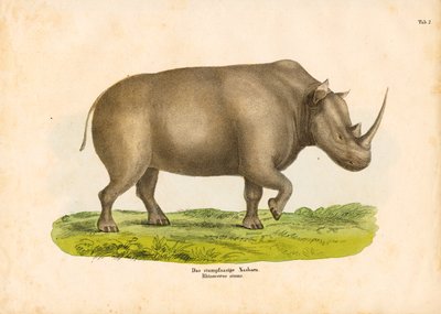 Le rhinocéros à lèvres carrées - Conrad Kull