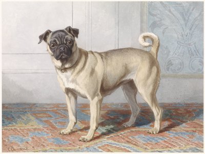 Portrait du carlin d