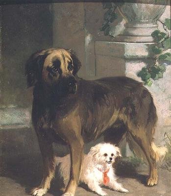 Un mâtin et un bichon - Conradyn Cunaeus