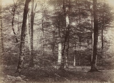 Sans titre (La forêt de Fontainebleau) - Constant Alexandre Famin