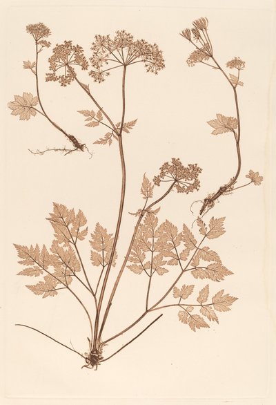 Chaerophyllum hirsistum - Constetin von Ettinghausen and Alois Pokorny