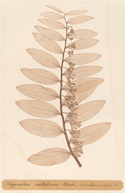 Polygonatum multiflorum Monch - Constetin von Ettinghausen and Alois Pokorny