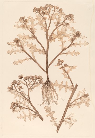 Senecio viscosus - Constetin von Ettinghausen and Alois Pokorny
