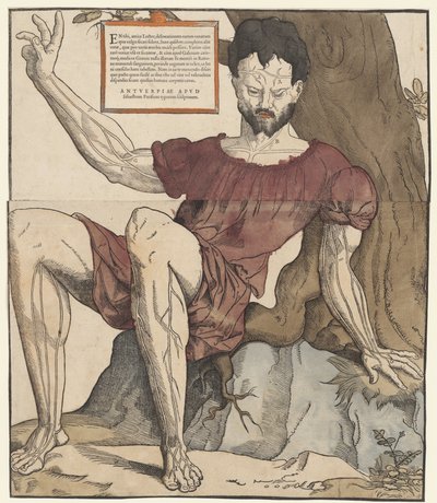 Les veines du corps humain - Cornelis Anthonisz.