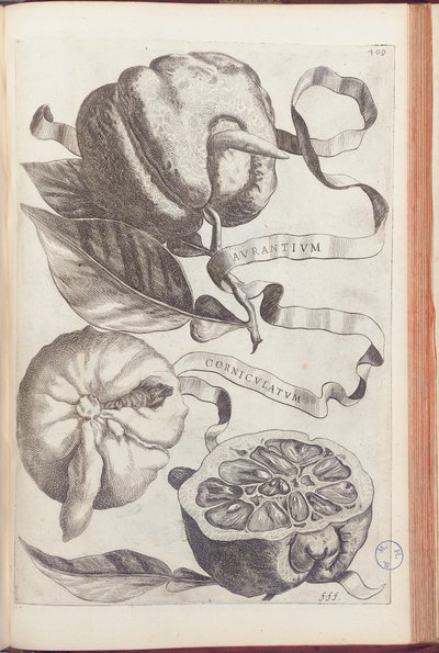 Orange Cornue, planche 409 de "Hesperides sive de Malorum Aureorum Cultura et Usu Libri Quatuor" par Giovanni Battista Ferrari, 1646 - Cornelis Bloemaert