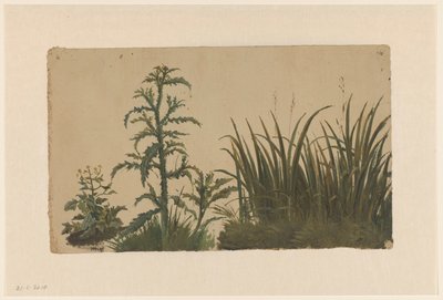 Chardon et roseau - Cornelis Johannes de Vogel