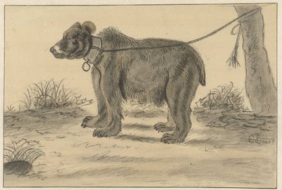 Ours attaché à un arbre - Cornelis Saftleven