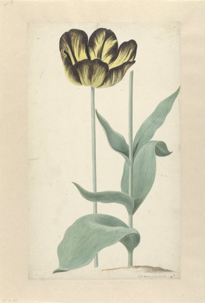 La tulipe Bizard Catafalque - Cornelis van Noorde