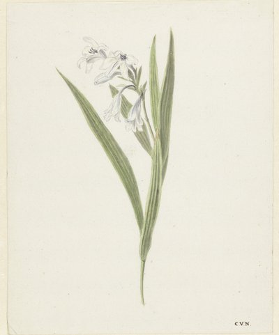 Freesia - Cornelis van Noorde