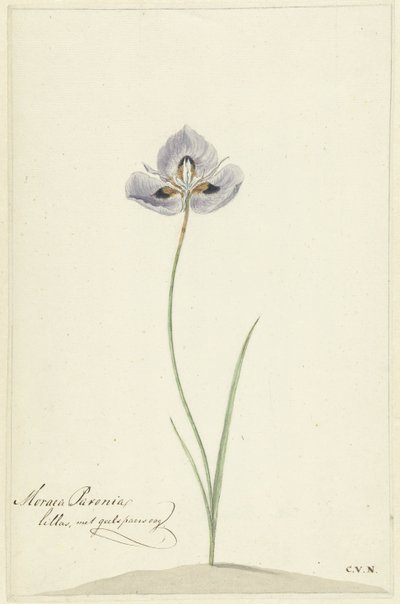 Iris - Cornelis van Noorde