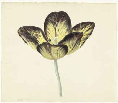 Tulipe nommée Bizard Égyptienne - Cornelis van Noorde