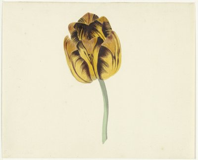 Tulipe nommée Bizard Leodie - Cornelis van Noorde