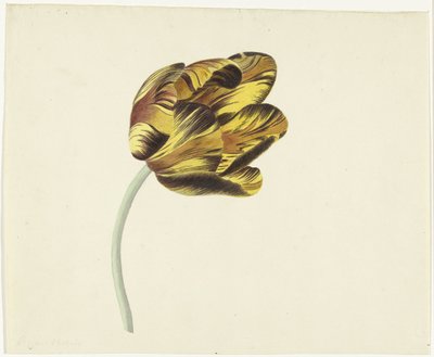 Tulipe nommée Bizard Phoenix - Cornelis van Noorde