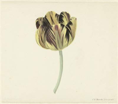 Tulipe appelée Bizard Rosette - Cornelis van Noorde