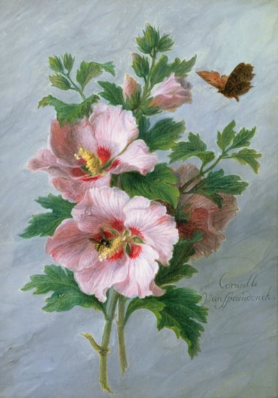Hibiscus contre un rebord de marbre - Cornelis van Spaendonck