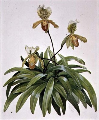 Orchidée Sabot de Vénus du Népal (Paphiopedilum insigne) - Cornelius B. Durham