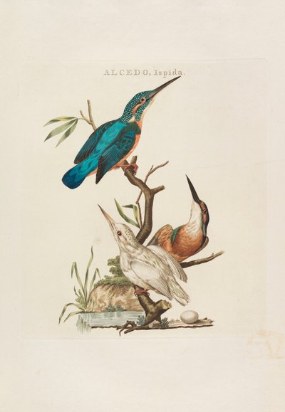 Nederlandsche vogelen: selon leur ménage, nature et caractéristiques, 1770-1829 - Cornelius Nozeman