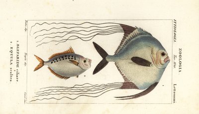 Carangue africaine, Alectis ciliaris, Blepharis ciliaris, Blefaride ciliare 1 et poisson-poney, Poulain ruse, Leiognathus equulus 2 - Corsi Corsi