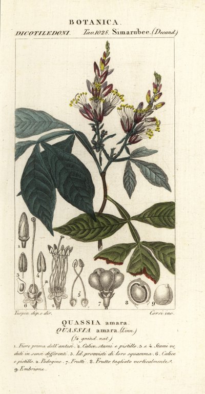 Quassia amara - Corsi Corsi