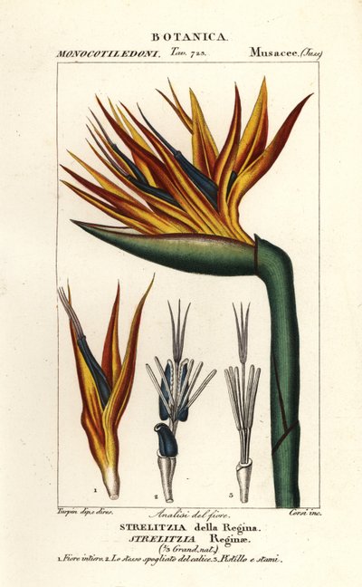 Fleur de paradis, Strelitzia reginae - Corsi Corsi