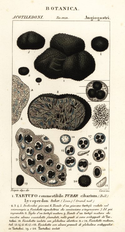 Truffe noire, Tuber melanosporum - Corsi Corsi