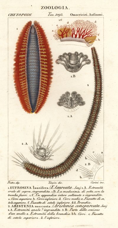 Vers à soies ou souris de mer - Corsi Corsi