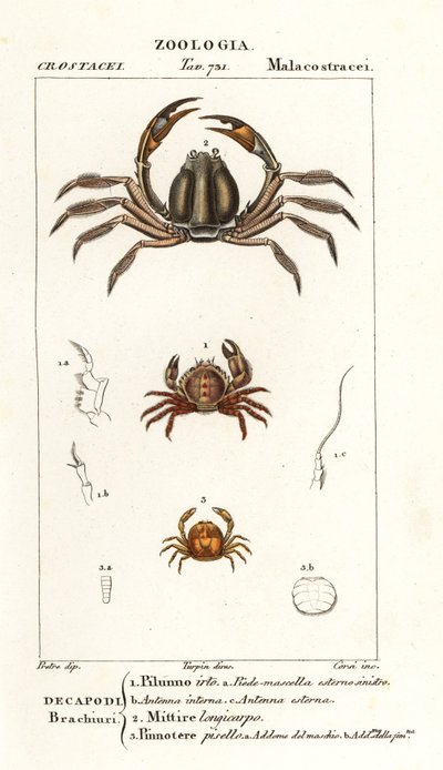 Pilumnus hirtellus, Mictyris longicarpus, Pinnotheres pisum - Corsi Corsi