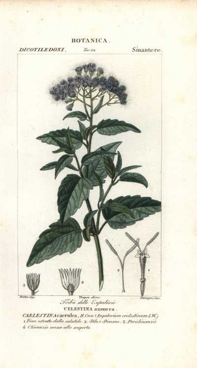Brume de papillon, Ageratum corymbosum - Corsi Corsi