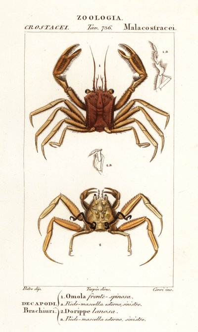 Crabe porteur et crabe dorripidé - Corsi Corsi