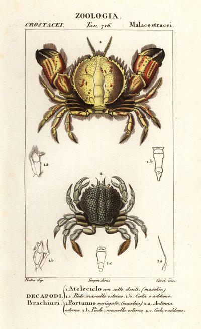 Crabe circulaire et crabe nageur - Corsi Corsi