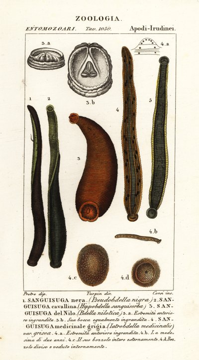 Sangsue noire commune, Hirudo verbana, var. - Corsi Corsi