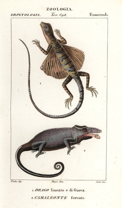 Dragon volant commun et caméléon à deux cornes - Corsi Corsi