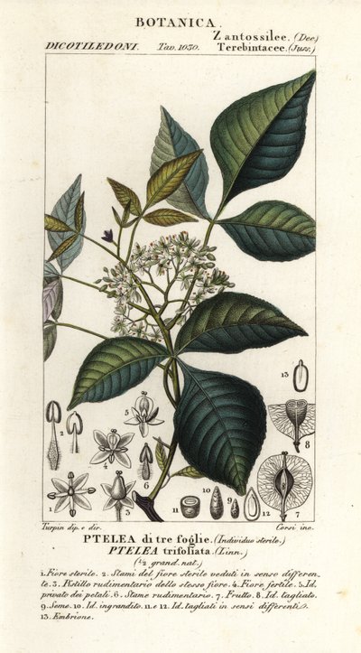Ptélea trifoliée, Ptelea trifoliata, Ptelea di tre foglie - Corsi Corsi