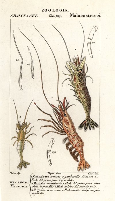 Crevette commune, Crangon crangon 1, crevette rose, Pandalus montagui 2, et Aegaeon cataphractus 3 - Corsi Corsi