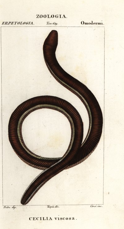 Cécilie à bandes jaunes, Ichthyophis glutinosus - Corsi Corsi