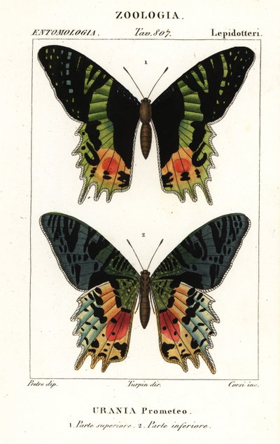 Papillon de coucher de soleil d