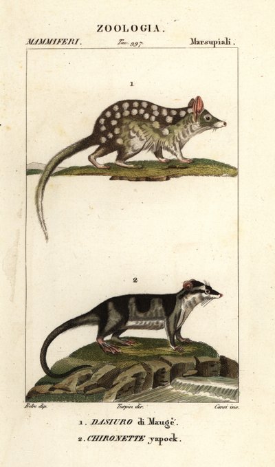 Quoll oriental et opossum aquatique - Corsi Corsi